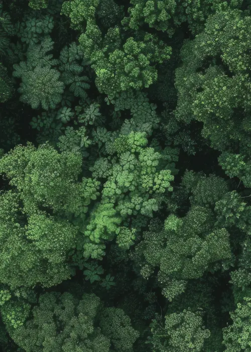 Vue d'une forêt